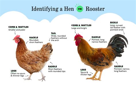 do chickens have tails|Rooster vs. Hen: Know Before They Crow .